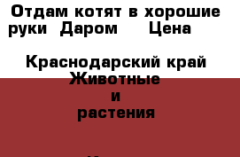 Отдам котят в хорошие руки. Даром.  › Цена ­ 1 - Краснодарский край Животные и растения » Кошки   